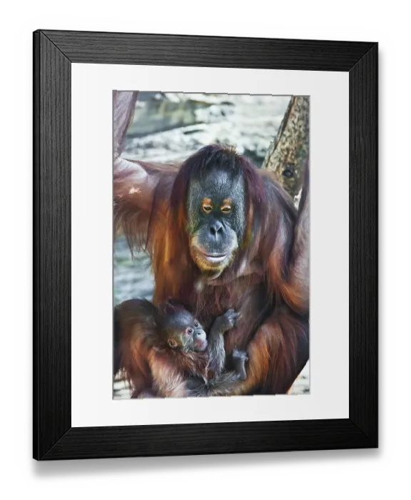 Framed Print : Great ape red Bornean Orangutan with cute baby Framed Print : Great ape red Bornean Orangutan with cute baby