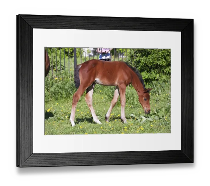 Framed Print : Beautiful photo of horse outdoors in summer