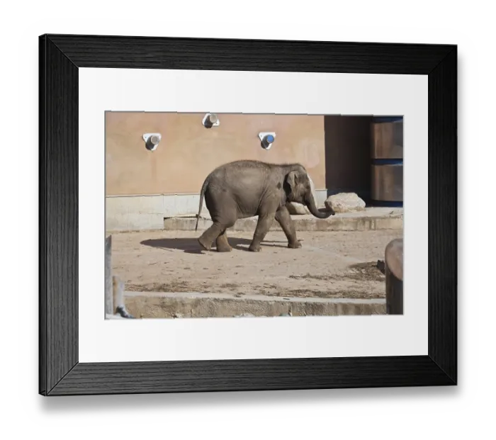Framed Print : Beautiful photo of small baby elephant walking in zoo