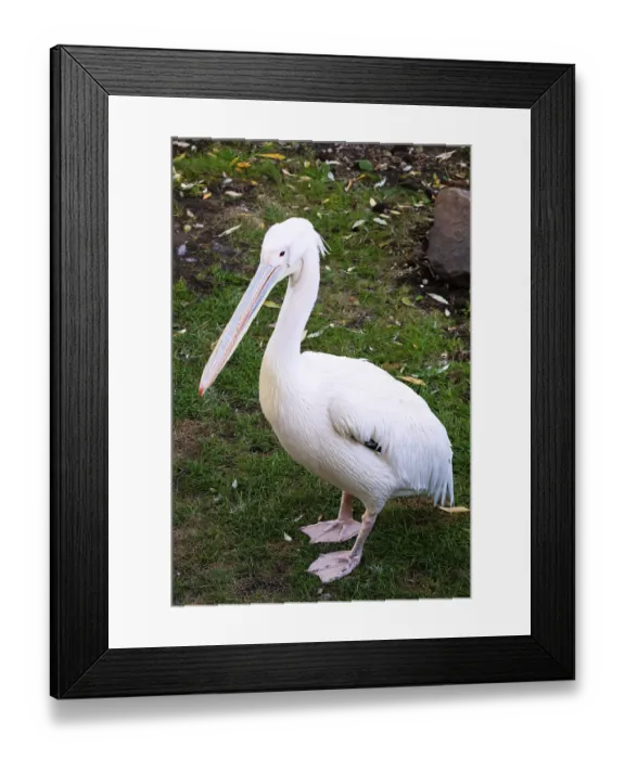 Framed Print : Beautiufl close-up photo of cute white pelican