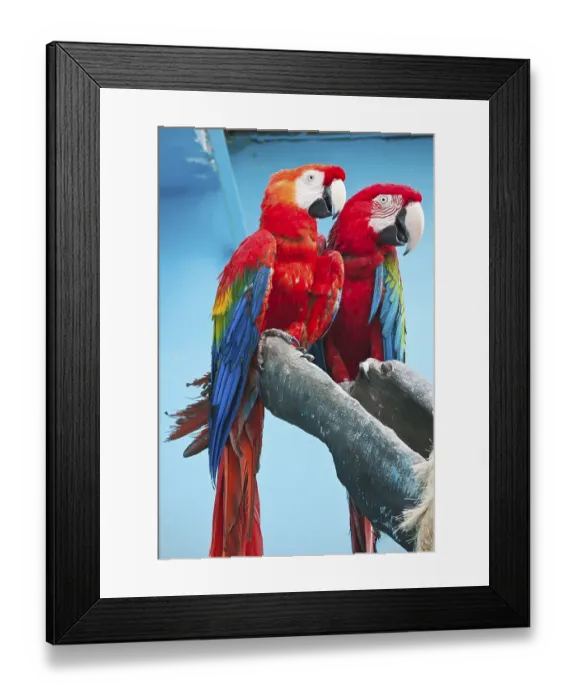 Framed Print : Couple of cute tropical parrots Ara macao or Scarlet Macaw Framed Print : Couple of cute tropical parrots Ara macao or Scarlet Macaw