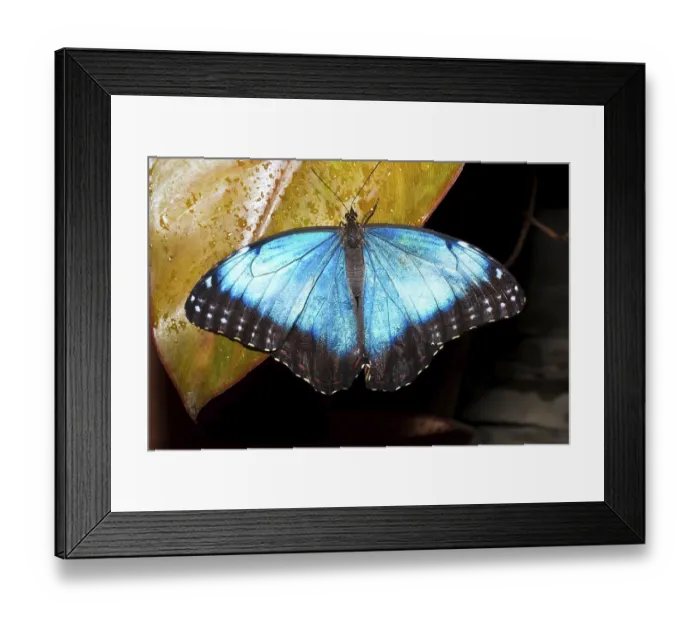 Framed Print : Macro photo of butterfly sitting on flower Framed Print : Macro photo of butterfly sitting on flower
