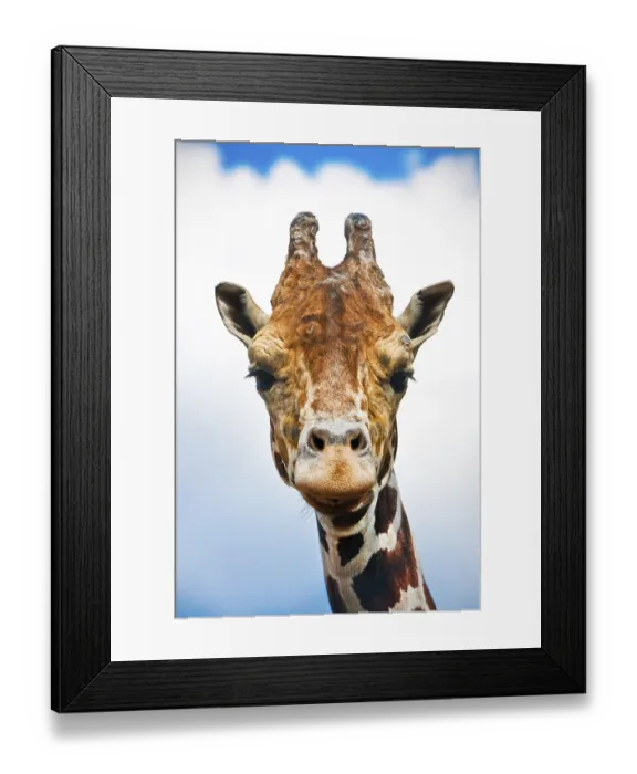 Framed Print : Portrait of cute curious giraffe over blue sky