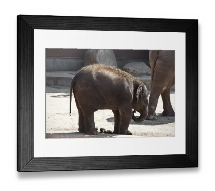 Framed Print : Beautiful photo of small baby elephant walking in zoo Framed Print : Beautiful photo of small baby elephant walking in zoo