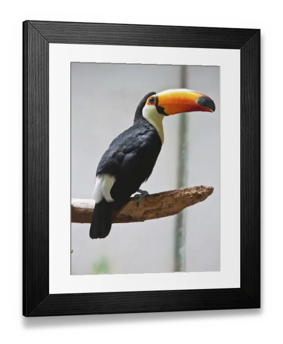 Framed Print : Cute exotic toucan with huge beak sitting on small stick Framed Print : Cute exotic toucan with huge beak sitting on small stick