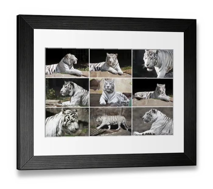 Framed Print : Beautiful photos of White Tiger in Zoo