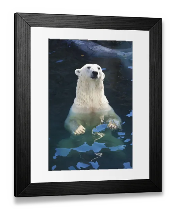 Framed Print : Nice photo of cute white polar bear Framed Print : Nice photo of cute white polar bear