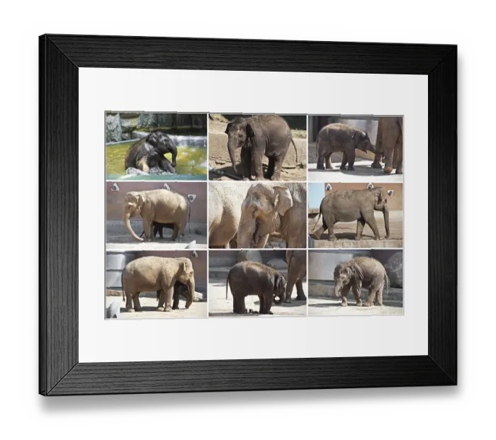 Framed Print : Beautiful photos of huge gray elephants walking in zoo