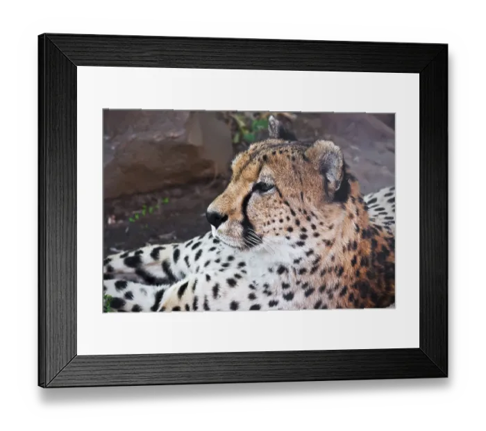 Framed Print : Beautiful close-up portrait of young graceful Cheetah Framed Print : Beautiful close-up portrait of young graceful Cheetah