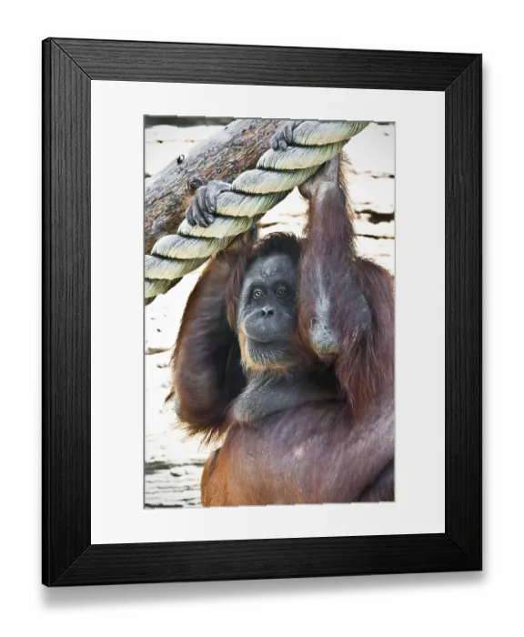 Framed Print : Cute photo of great ape red Bornean Orangutan