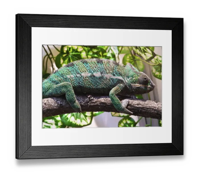 Framed Print : Beautiful close up photo of lizard Panther chameleon
