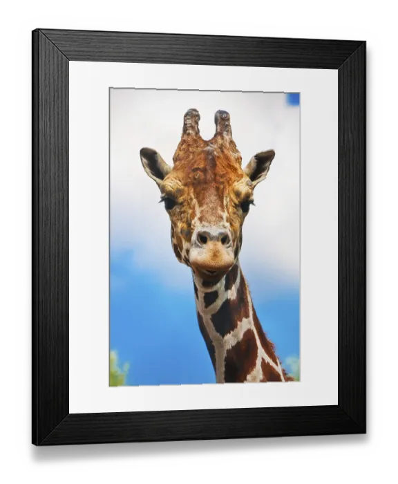 Framed Print : Portrait of cute curious giraffe over blue sky