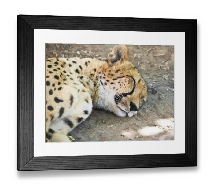 Framed Print : Beautiful close-up portrait of young graceful Cheetah