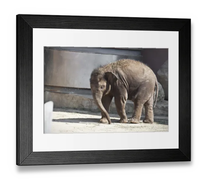 Framed Print : Beautiful photo of small baby elephant walking in zoo