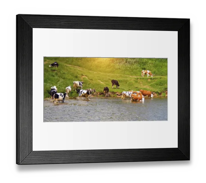 Framed Print : Cows coast river rural Spring sunset Green backgrounds