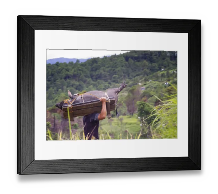 Framed Print : A pig is being transport for harvest season ceremony Framed Print : A pig is being transport for harvest season ceremony