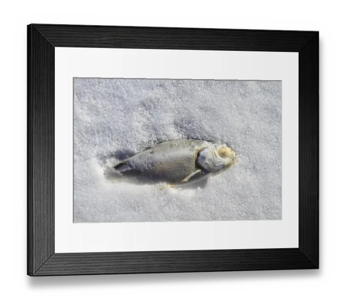 Framed Print : Fish frozen in ice covered lake