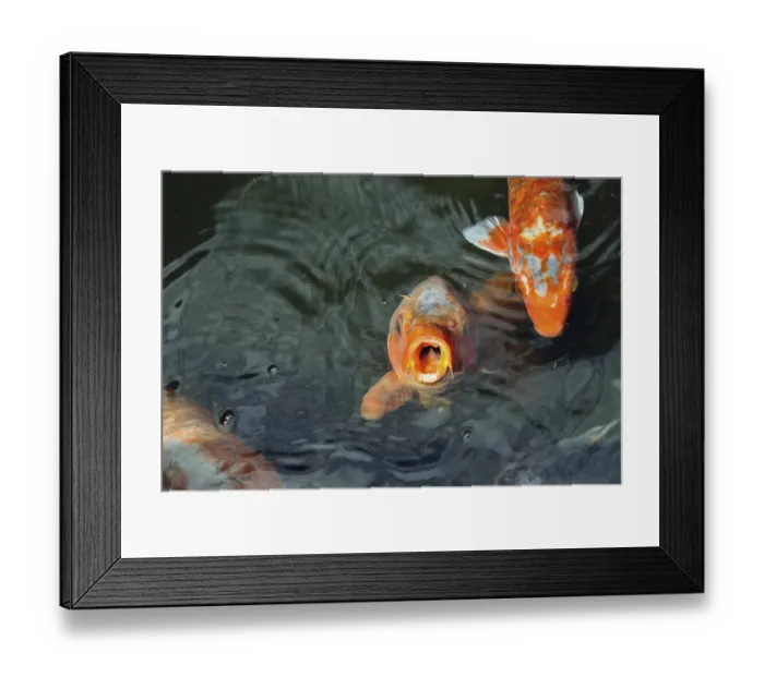 Framed Print : Hungry red carp