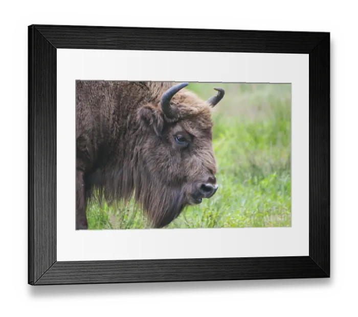 Framed Print : Head shot of rare European bison (Bison bonasus) over grass field background Framed Print : Head shot of rare European bison (Bison bonasus) over grass field background