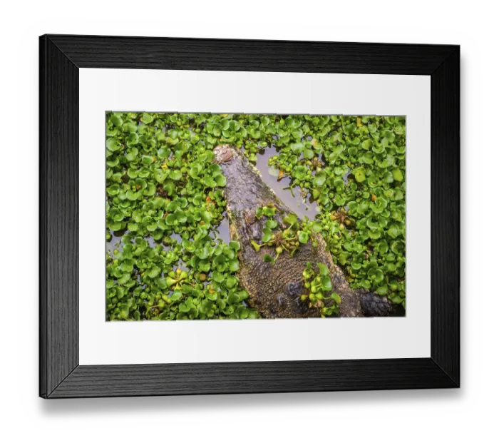 Framed Print : Crocodile swimming in water with green leaves from above Framed Print : Crocodile swimming in water with green leaves from above