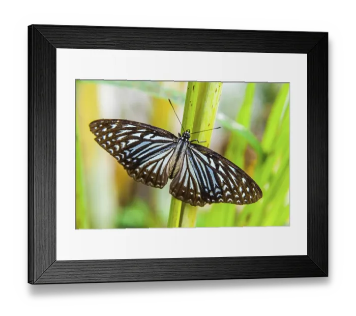 Framed Print : Close up of beautiful butterfly with outstretched wings on green plant