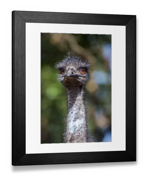 Framed Print : Emu bird looking directly, close up photo Framed Print : Emu bird looking directly, close up photo
