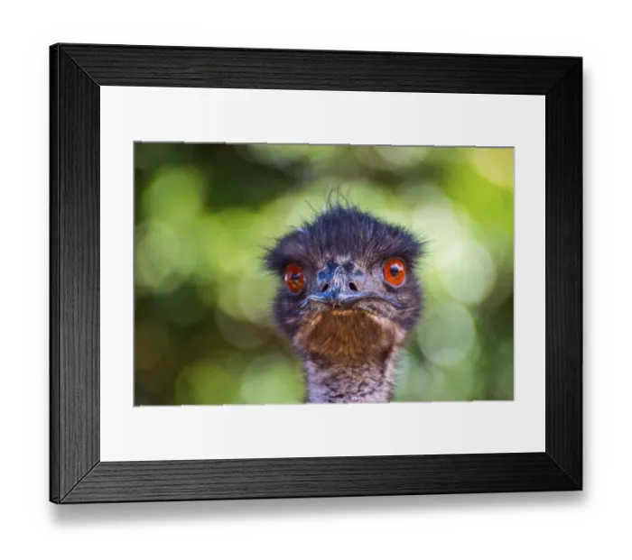 Framed Print : Emu bird looking directly, close up photo Framed Print : Emu bird looking directly, close up photo