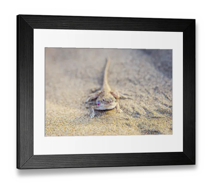 Framed Print : Lizard hiding in the sand in Gobi desert, China