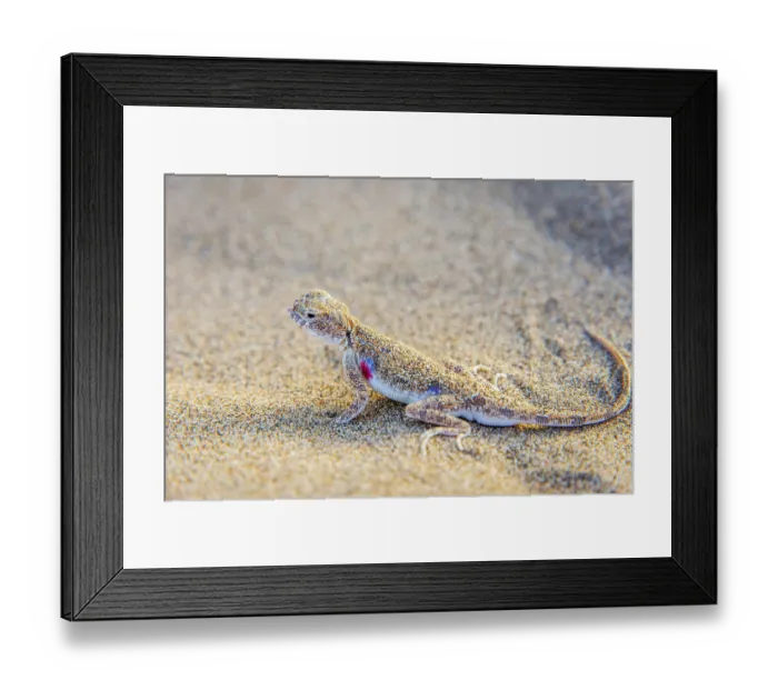 Framed Print : Lizard hiding in the sand in Gobi desert, China