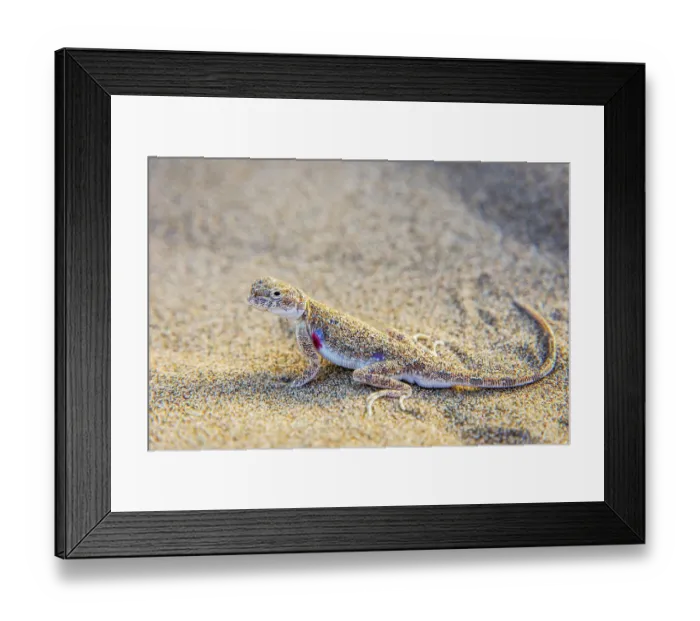 Framed Print : Lizard hiding in the sand in Gobi desert, China