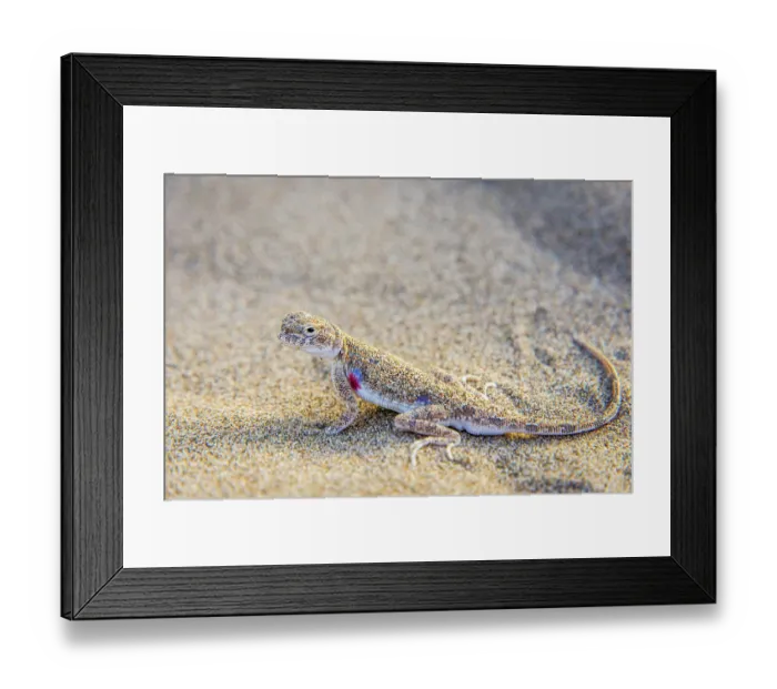 Framed Print : Lizard hiding in the sand in Gobi desert, China Framed Print : Lizard hiding in the sand in Gobi desert, China