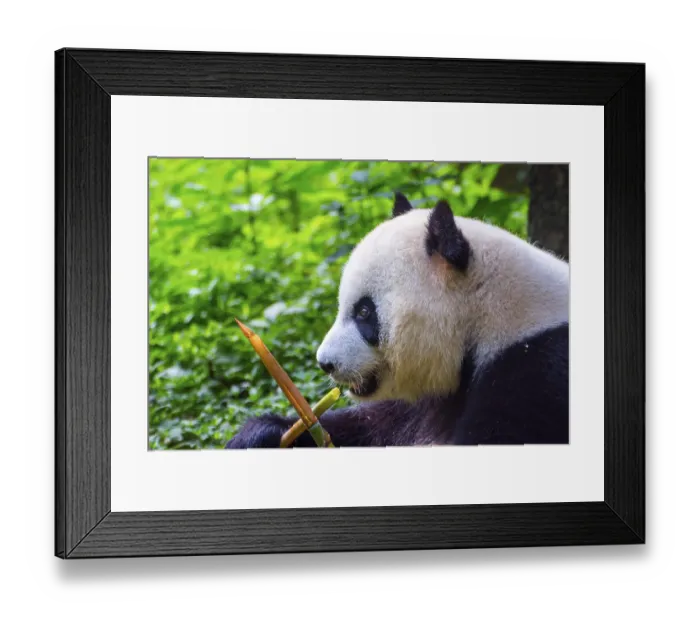 Framed Print : Giant panda bear (Ailuropoda melanoleuca) sitting and eating fresh bamboo