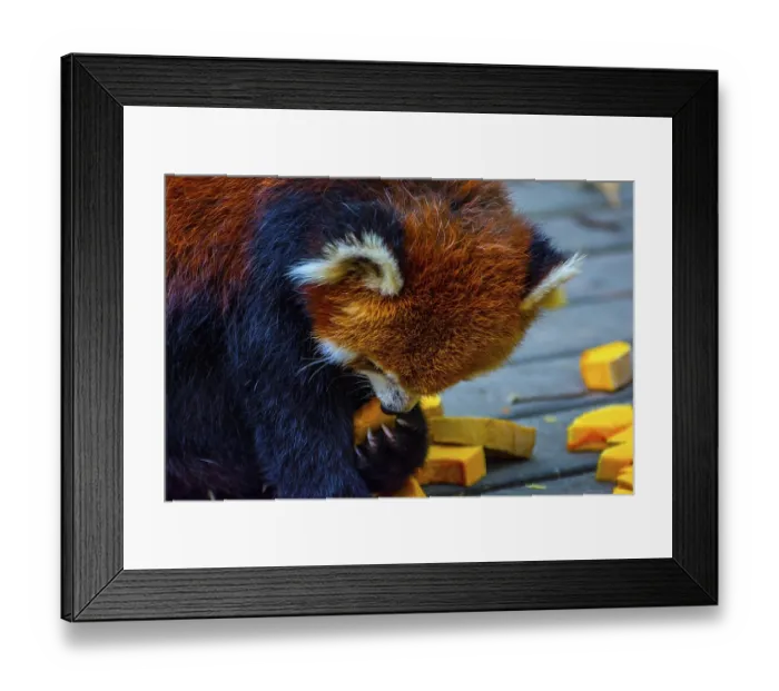 Framed Print : Red panda (Ailurus fulgens) or lesser panda eating pumpkins Framed Print : Red panda (Ailurus fulgens) or lesser panda eating pumpkins