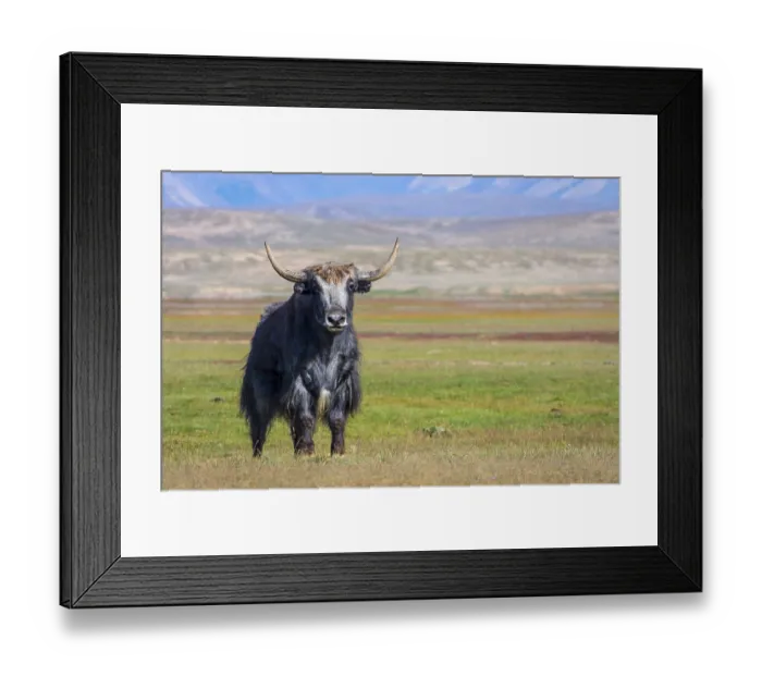 Framed Print : Big male black yak in the pasture in the mountains