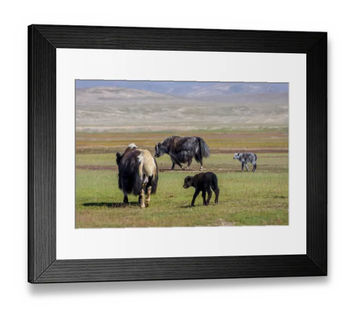 Framed Print : Female yak with its baby in the pasture