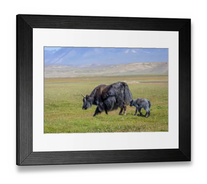 Framed Print : Female black yak with its baby in the pasture Framed Print : Female black yak with its baby in the pasture