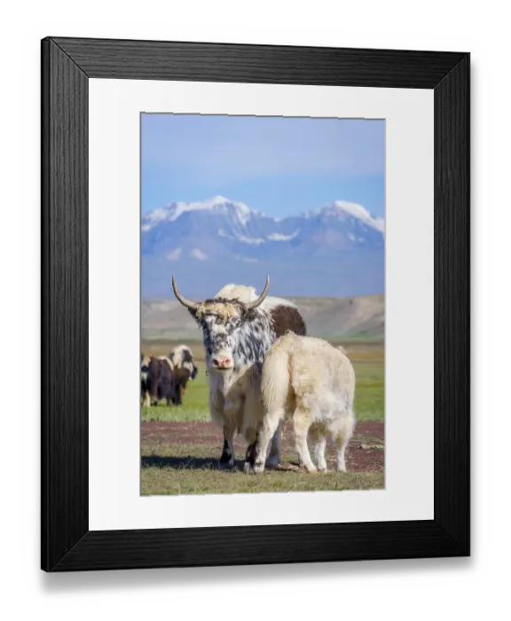 Framed Print : Baby yak drinking milk from its mum in the pasture