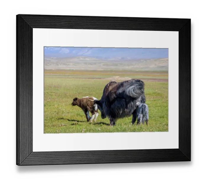 Framed Print : Female black yak with its baby in the pasture
