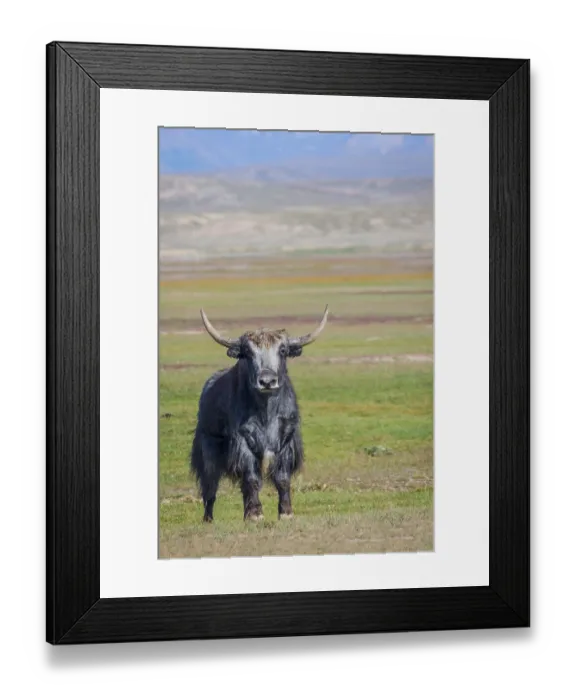 Framed Print : Big male black yak in the pasture in the mountains