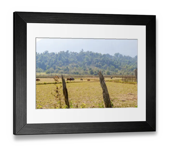 Framed Print : Herd of cows outside, Vang Vieng, Laos