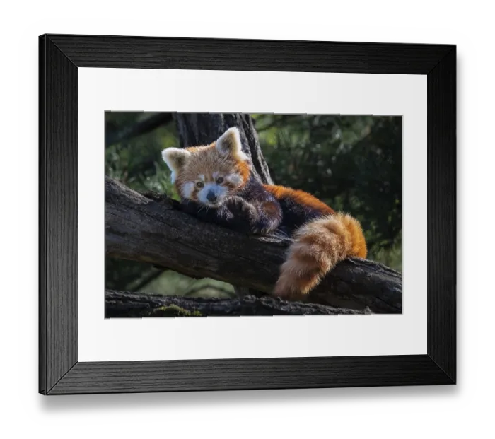 Framed Print : Red panda (Ailurus fulgems), red panda