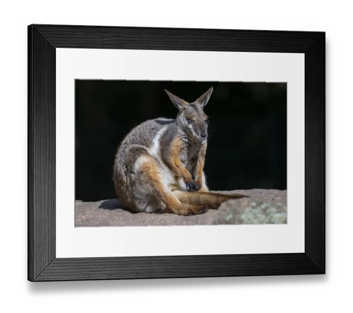 Framed Print : Yellow-footed rock kangaroo (Petrogale xanthopus)
