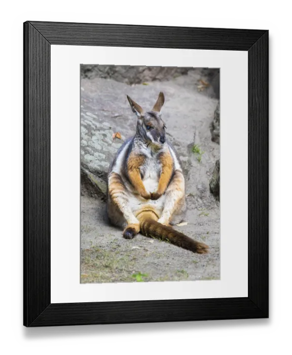 Framed Print : Yellow-footed rock kangaroo (Petrogale xanthopus) Framed Print : Yellow-footed rock kangaroo (Petrogale xanthopus)