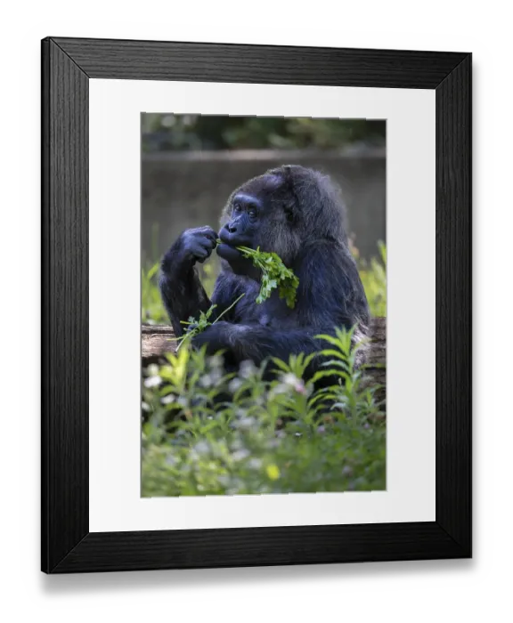 Framed Print : Western lowland gorilla (Gorilla gorilla gorilla) Framed Print : Western lowland gorilla (Gorilla gorilla gorilla)