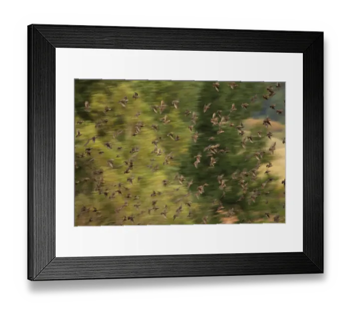 Framed Print : Flock of migrating Starlngs (Sturnidae) in flight Framed Print : Flock of migrating Starlngs (Sturnidae) in flight