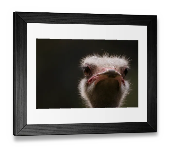 Framed Print : Ostrich (Struthio camelus), portrait