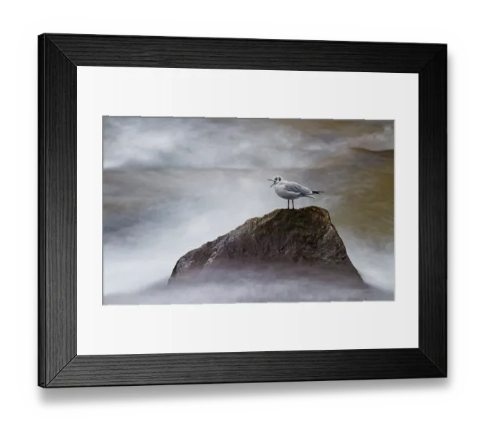 Framed Print : Black-headed Gull (Chroicocephalus ridibundus) sitting on a rock by the sea Framed Print : Black-headed Gull (Chroicocephalus ridibundus) sitting on a rock by the sea