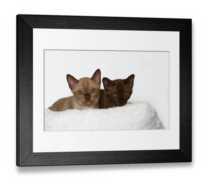 Framed Print : Two Burmese cats, 10 weeks old