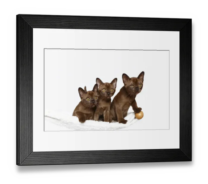Framed Print : Three Burmese cats, 10 weeks old