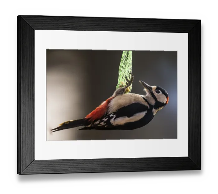 Framed Print : Great Spotted Woodpecker (Dendrocopos major)